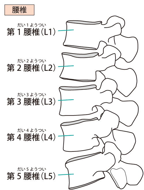 腰痛と背骨の関係