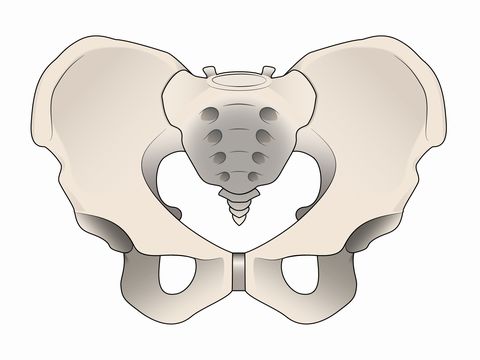 腰痛と骨盤の関係